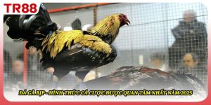Đá Gà Bịp - Hình Thức Cá Cược Được Quan Tâm Nhất Năm 2025